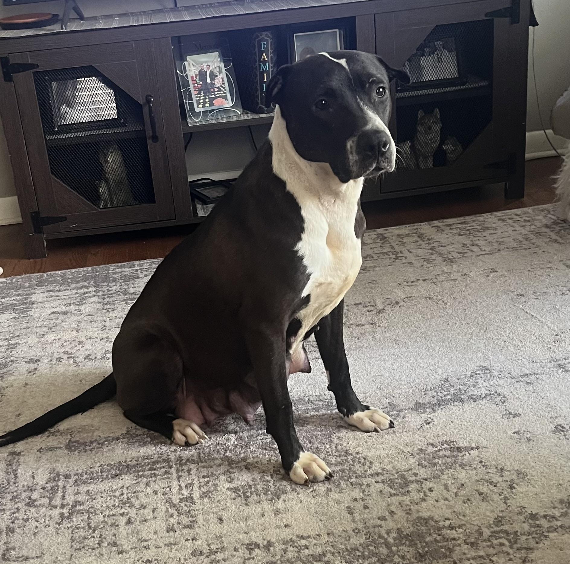 Enlarge Mother Mary, a Adoptable mixed breed in St. Clair Shores, MI image 2/5