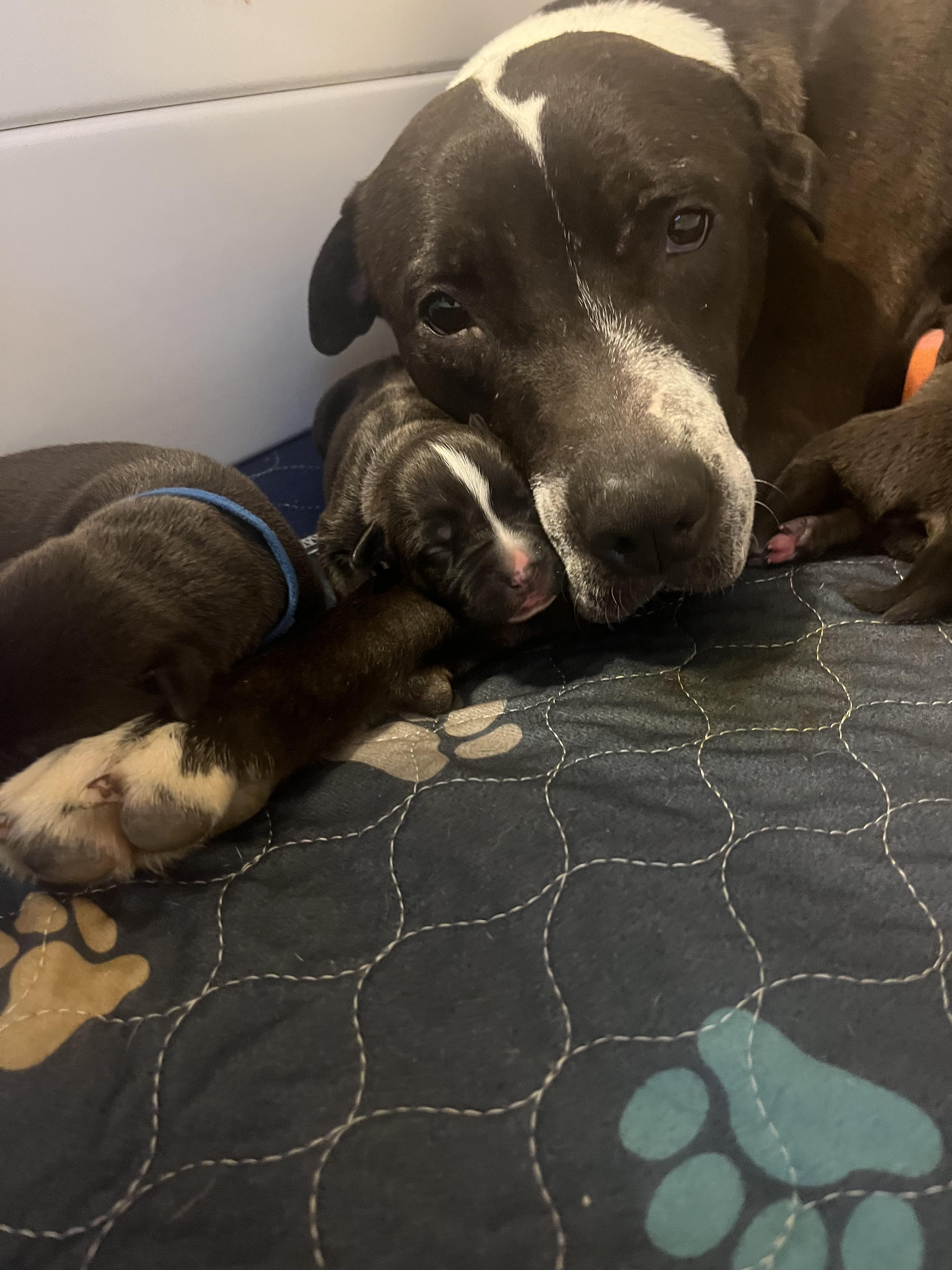 Enlarge Mother Mary, a Adoptable mixed breed in St. Clair Shores, MI image 3/5
