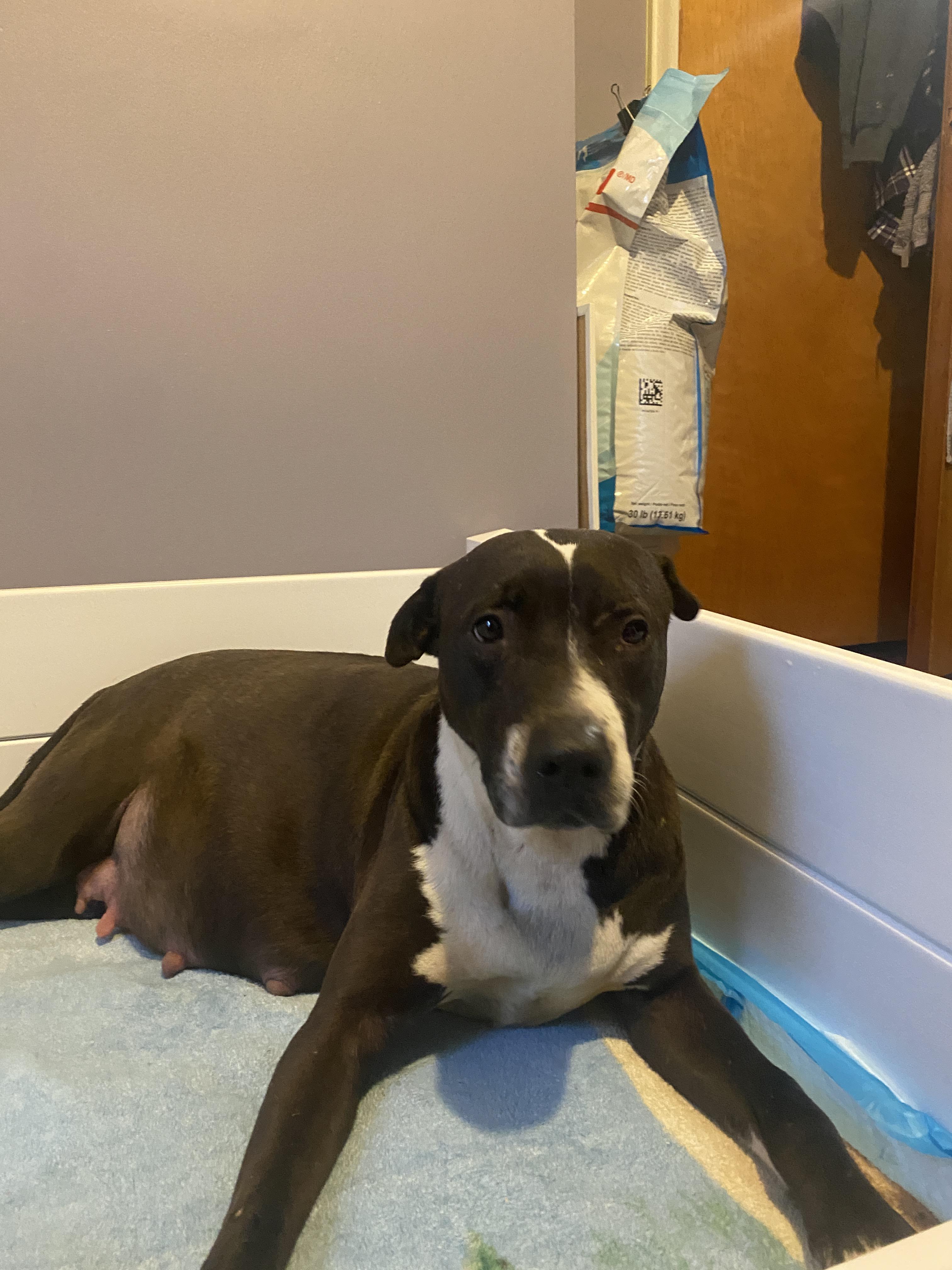 Enlarge Mother Mary, a Adoptable mixed breed in St. Clair Shores, MI image 4/5