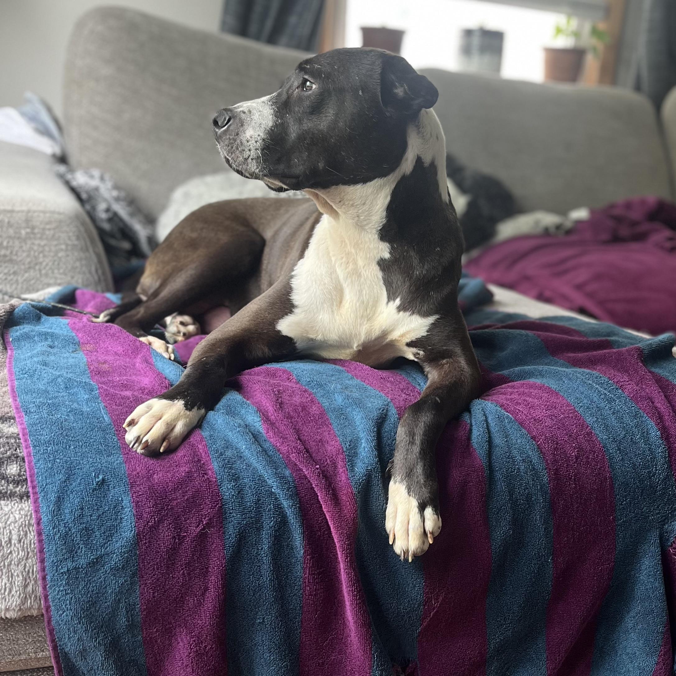 Enlarge Mother Mary, a Adoptable mixed breed in St. Clair Shores, MI image 5/5
