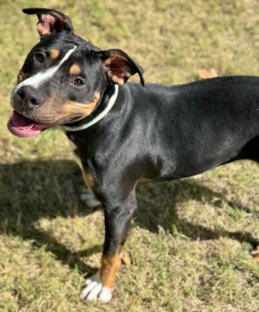 Enlarge Flower, a Adoptable Pit Bull Terrier in Great Bend, KS image 2/6