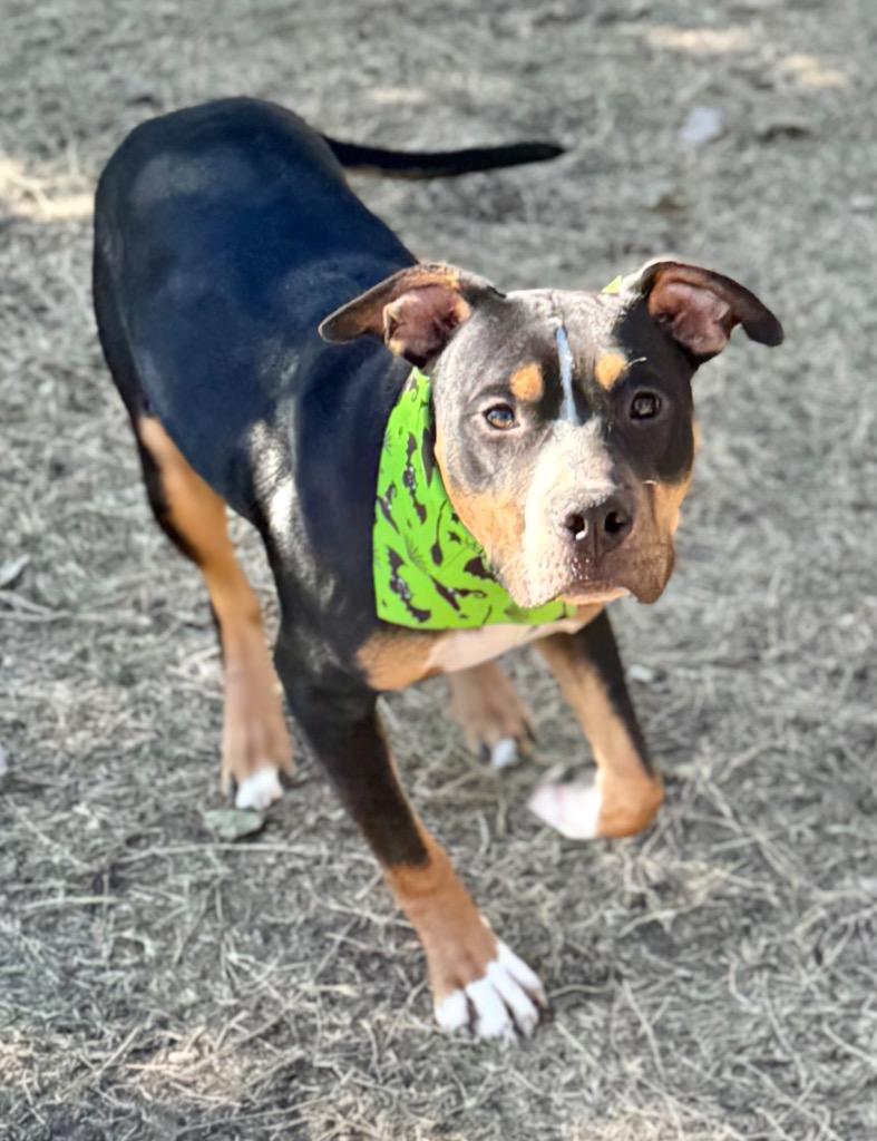 Flower, Adoptable, Young Female Pit Bull Terrier.