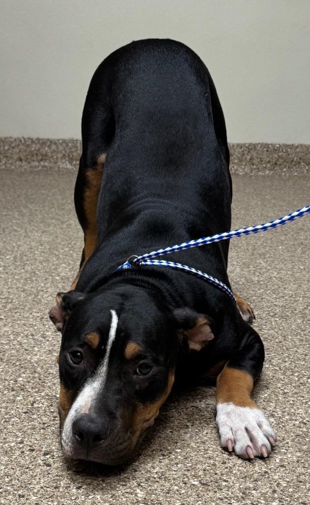 Enlarge Flower, a Adoptable Pit Bull Terrier in Great Bend, KS image 3/6