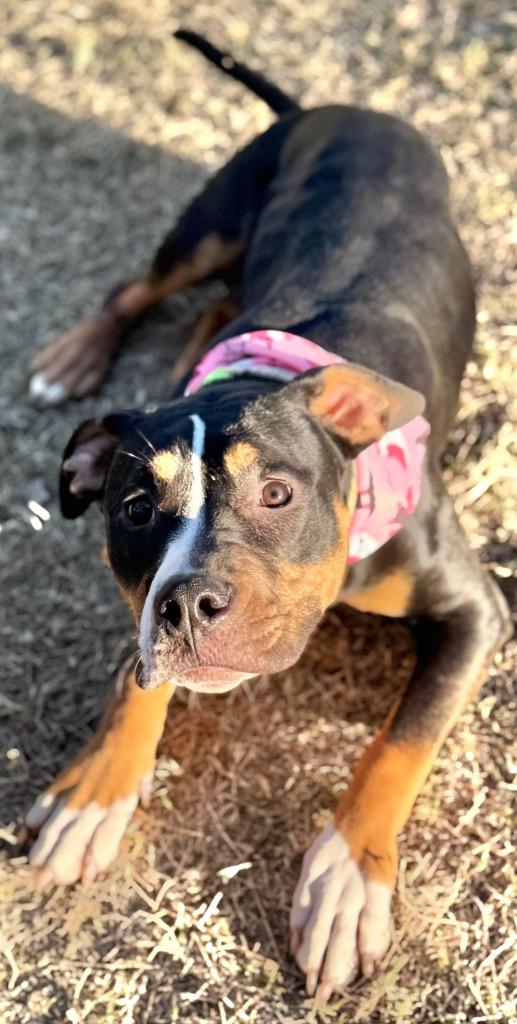 Enlarge Flower, a Adoptable Pit Bull Terrier in Great Bend, KS image 4/6