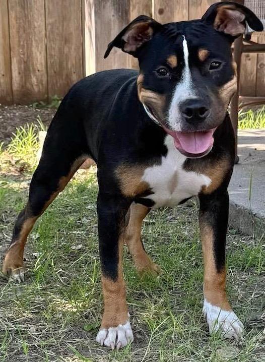 Enlarge Flower, a Adoptable Pit Bull Terrier in Great Bend, KS image 6/6