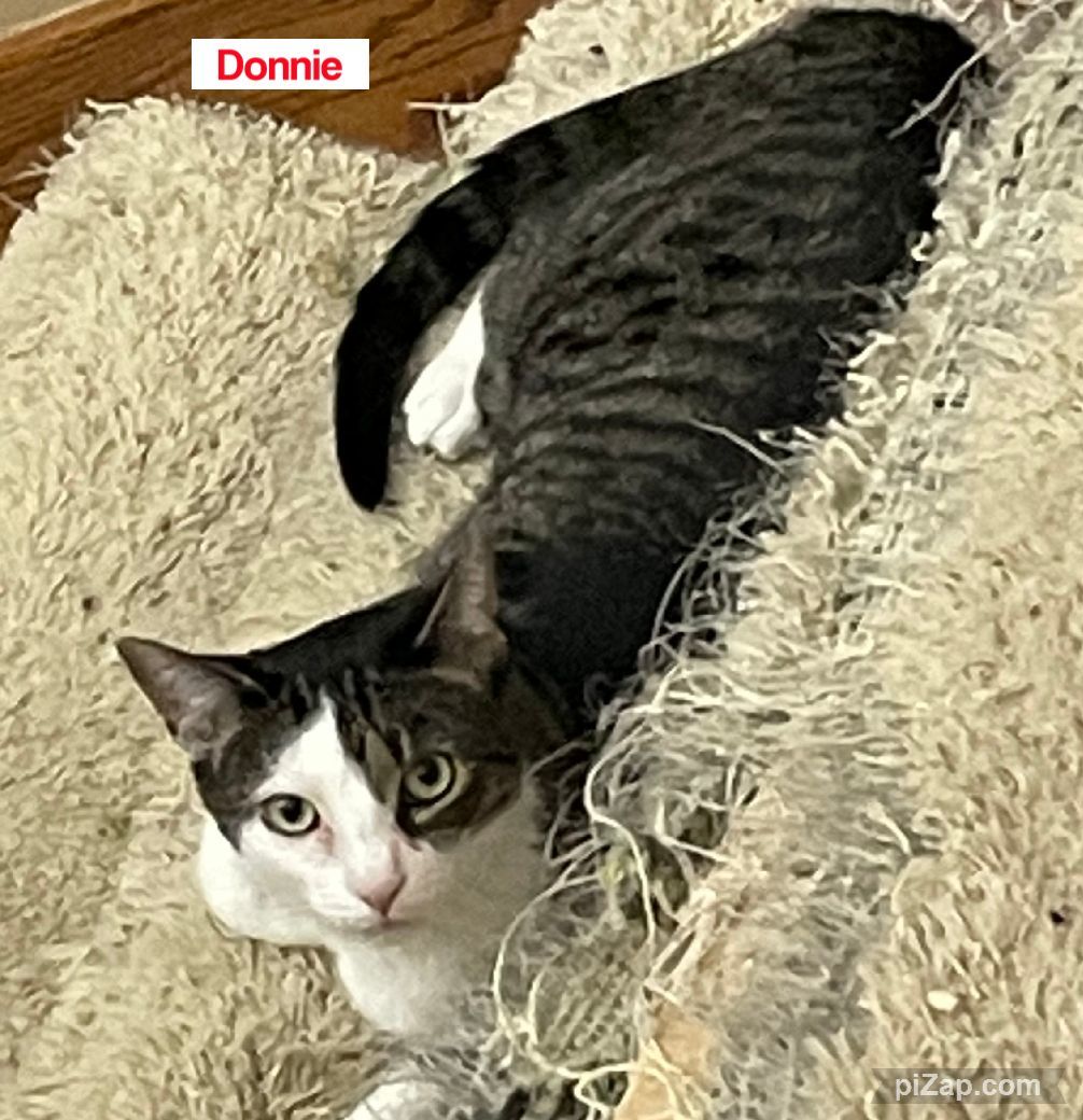 Donnie Wahlberg, Adoptable, Adult Male Domestic Short Hair.