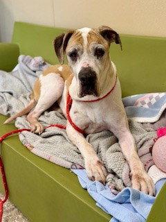 Enlarge SCARLETT, a Adoptable mixed breed in Clyde, NC image 1/1