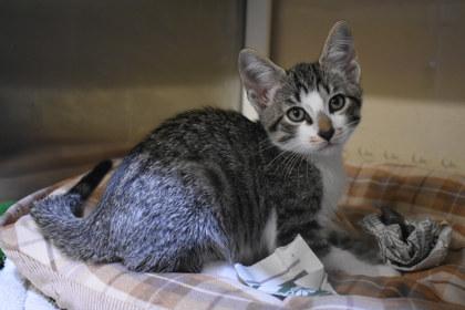 Enlarge Bixby, a Adoptable mixed breed in Kansas City, MO image 1/2
