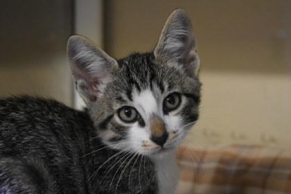Enlarge Bixby, a Adoptable mixed breed in Kansas City, MO image 2/2