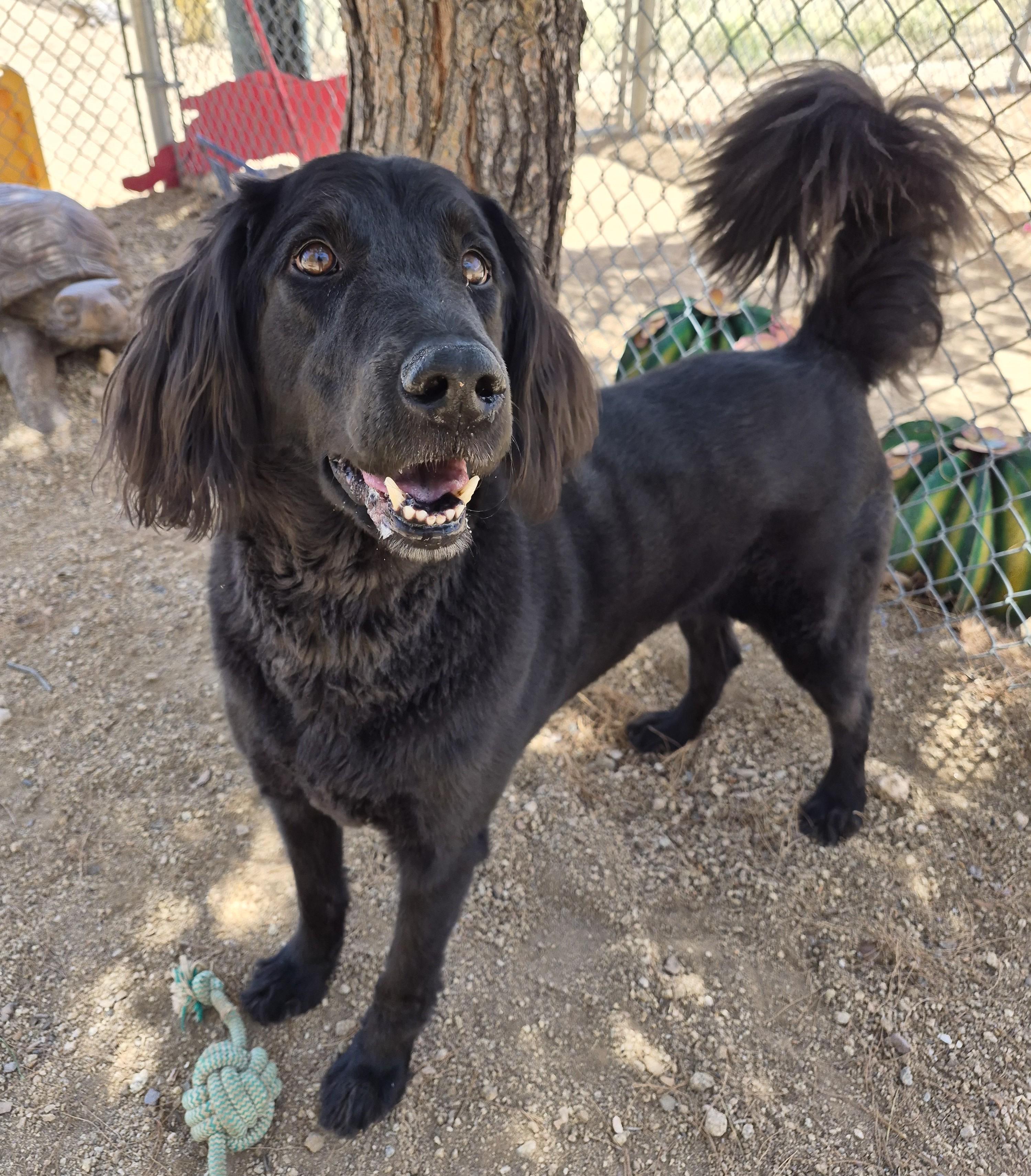 Enlarge Loki, a ADOPTABLE mixed breed in Sierra Vista, AZ image 1/2