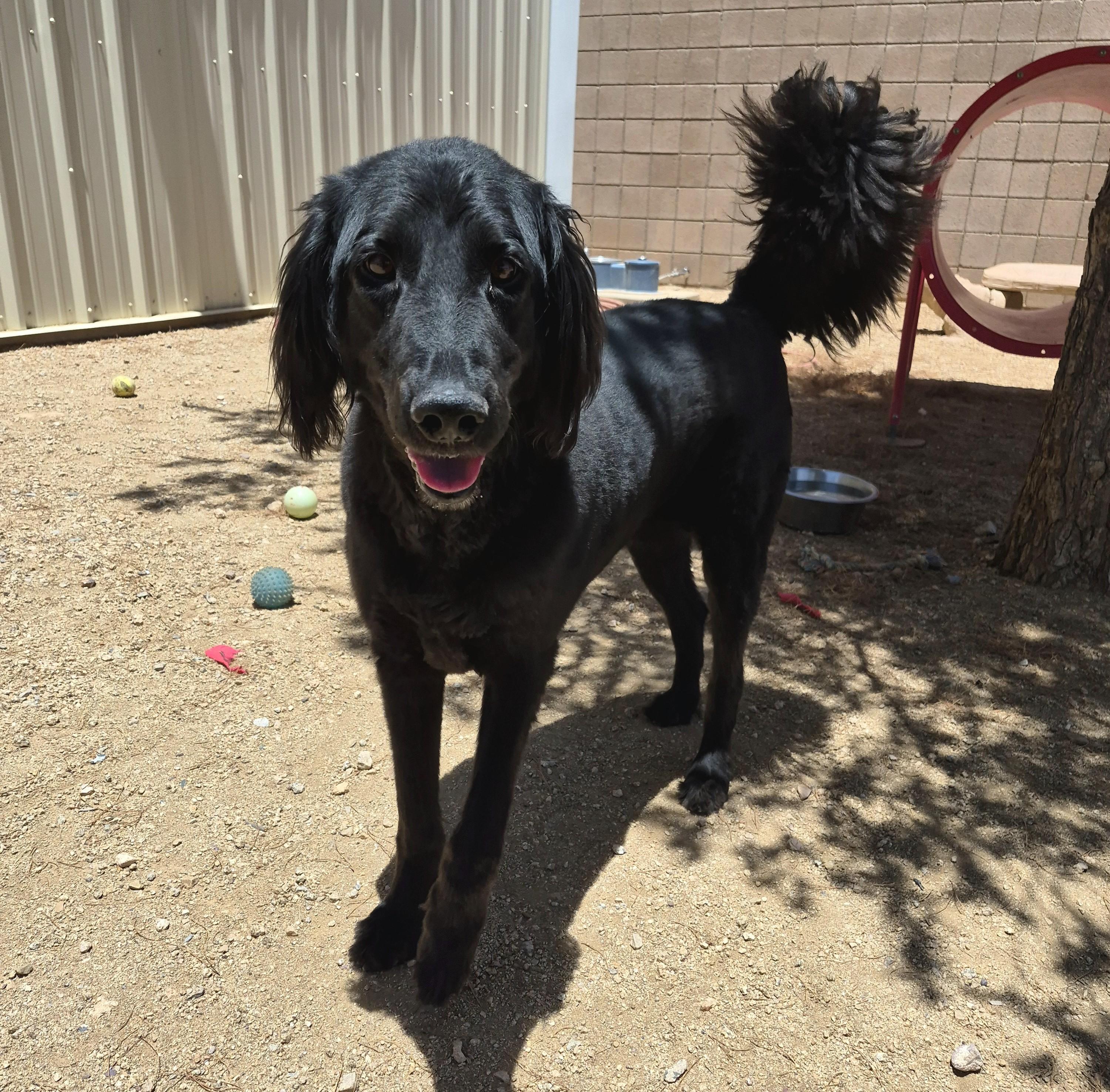 Enlarge Loki, a ADOPTABLE mixed breed in Sierra Vista, AZ image 2/2