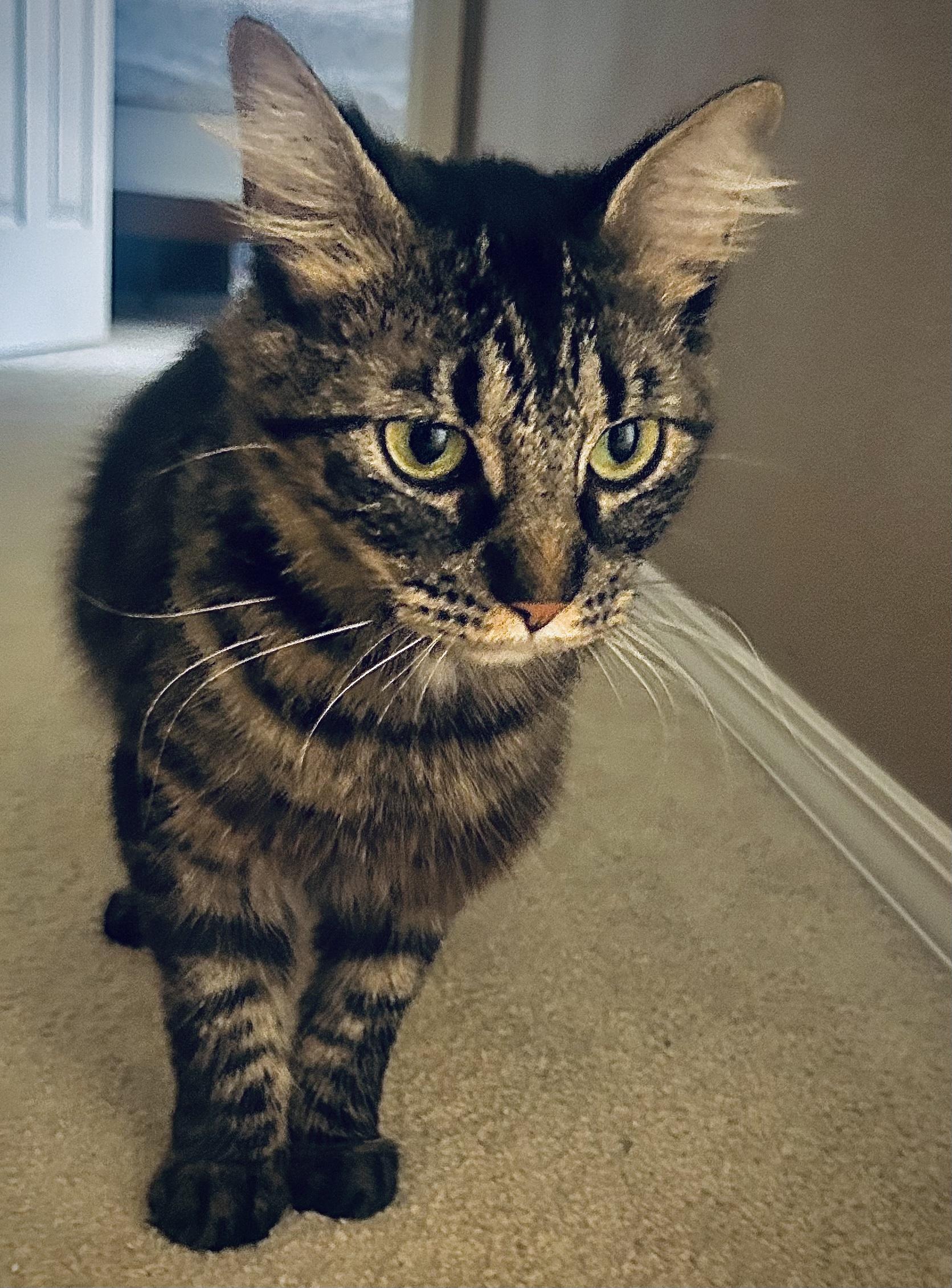 Enlarge Stormy, a ADOPTABLE Domestic Medium Hair in Portland, OR image 4/6