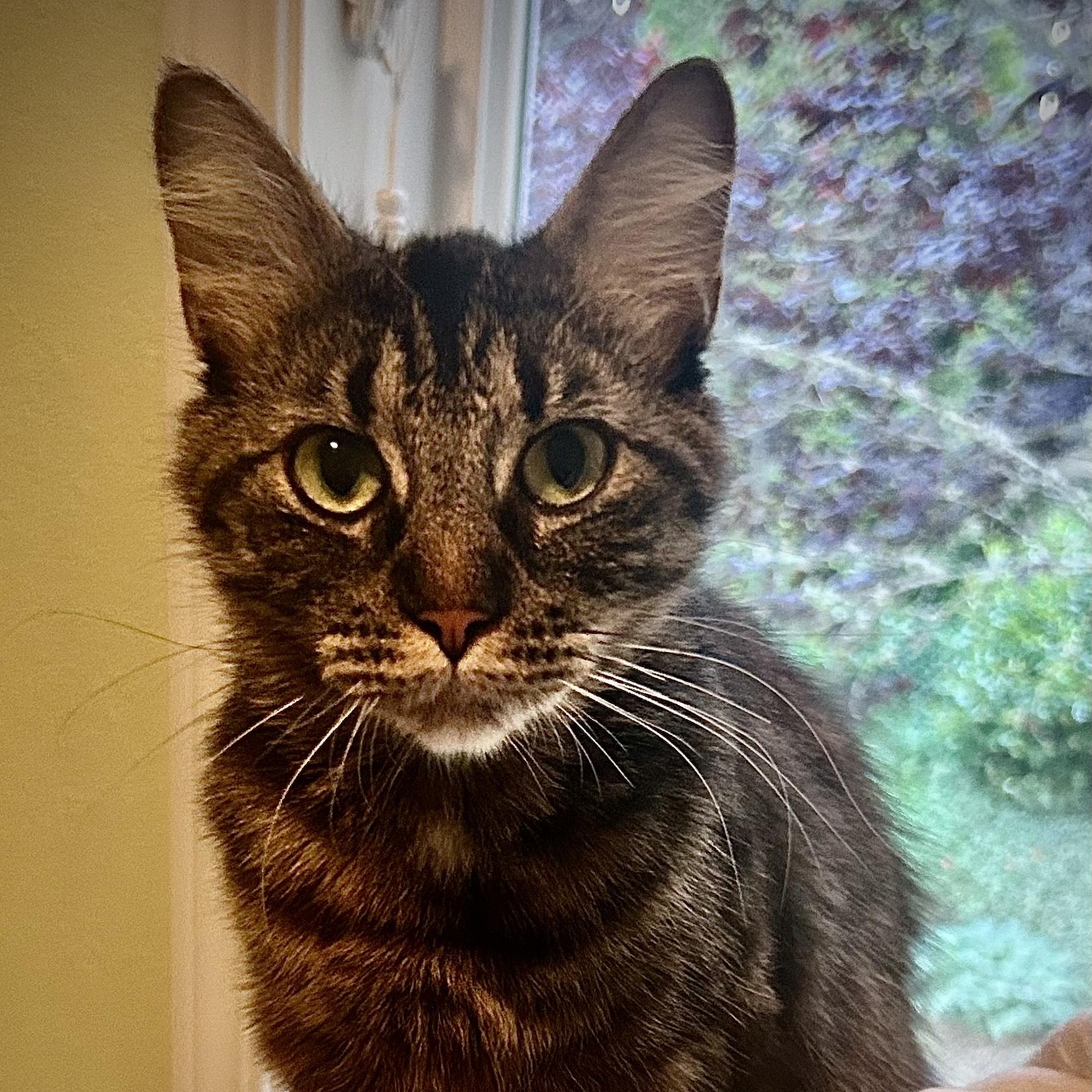 Enlarge Stormy, a ADOPTABLE Domestic Medium Hair in Portland, OR image 5/6