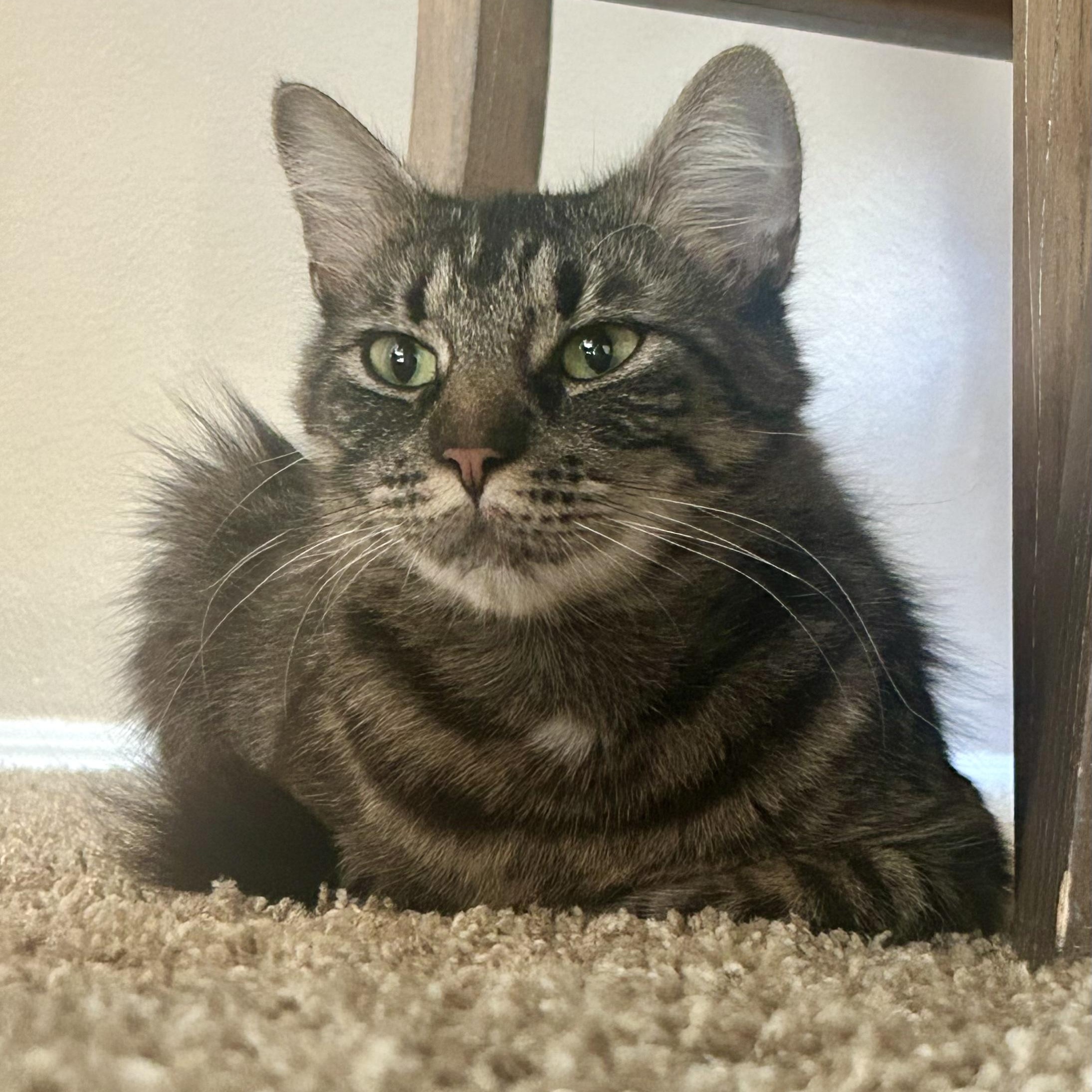 Stormy, ADOPTABLE, Young Female Domestic Medium Hair.