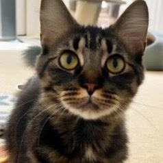 Enlarge Stormy, a ADOPTABLE Domestic Medium Hair in Portland, OR image 6/6