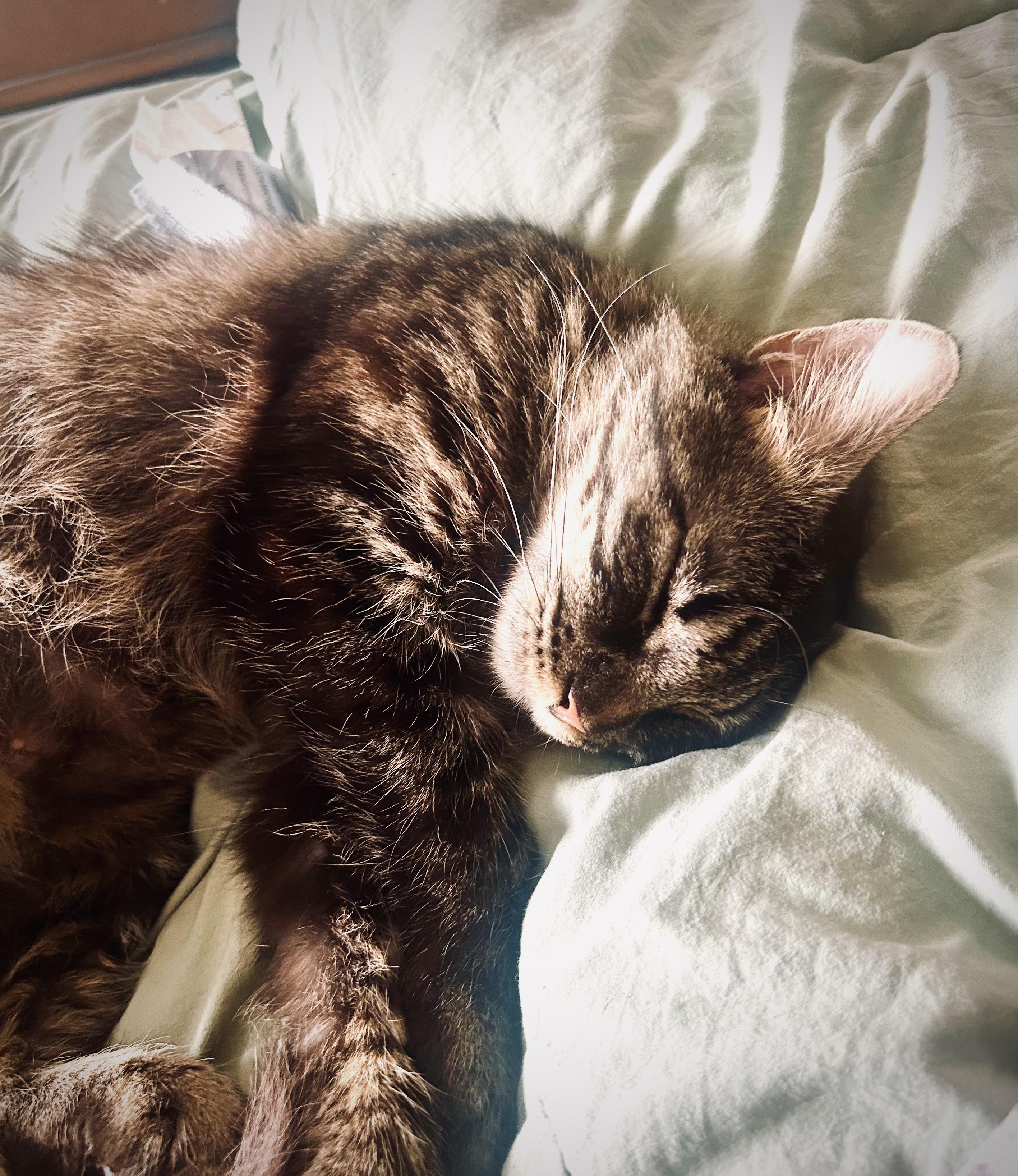 Enlarge Stormy, a ADOPTABLE Domestic Medium Hair in Portland, OR image 3/6