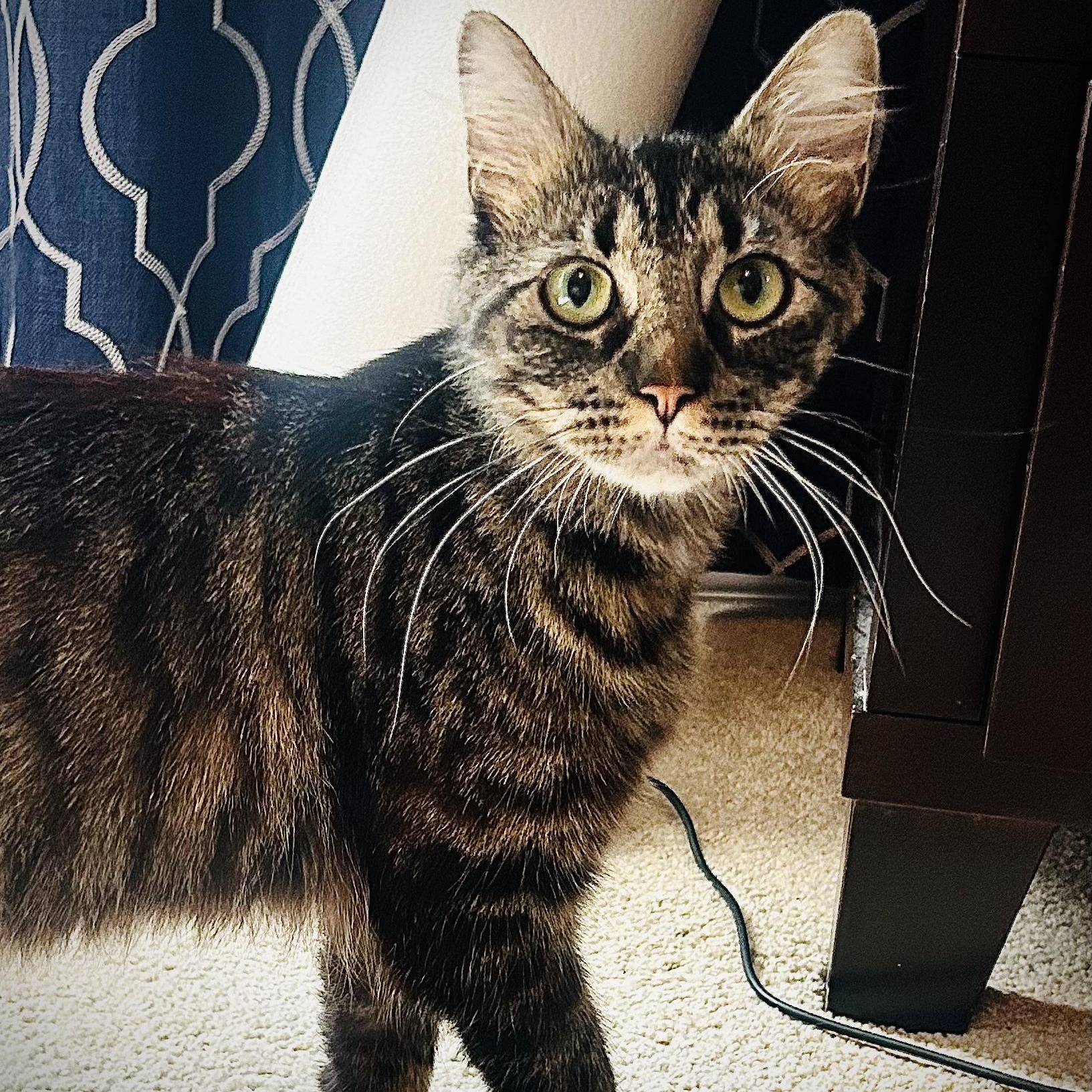 Enlarge Stormy, a ADOPTABLE Domestic Medium Hair in Portland, OR image 2/6