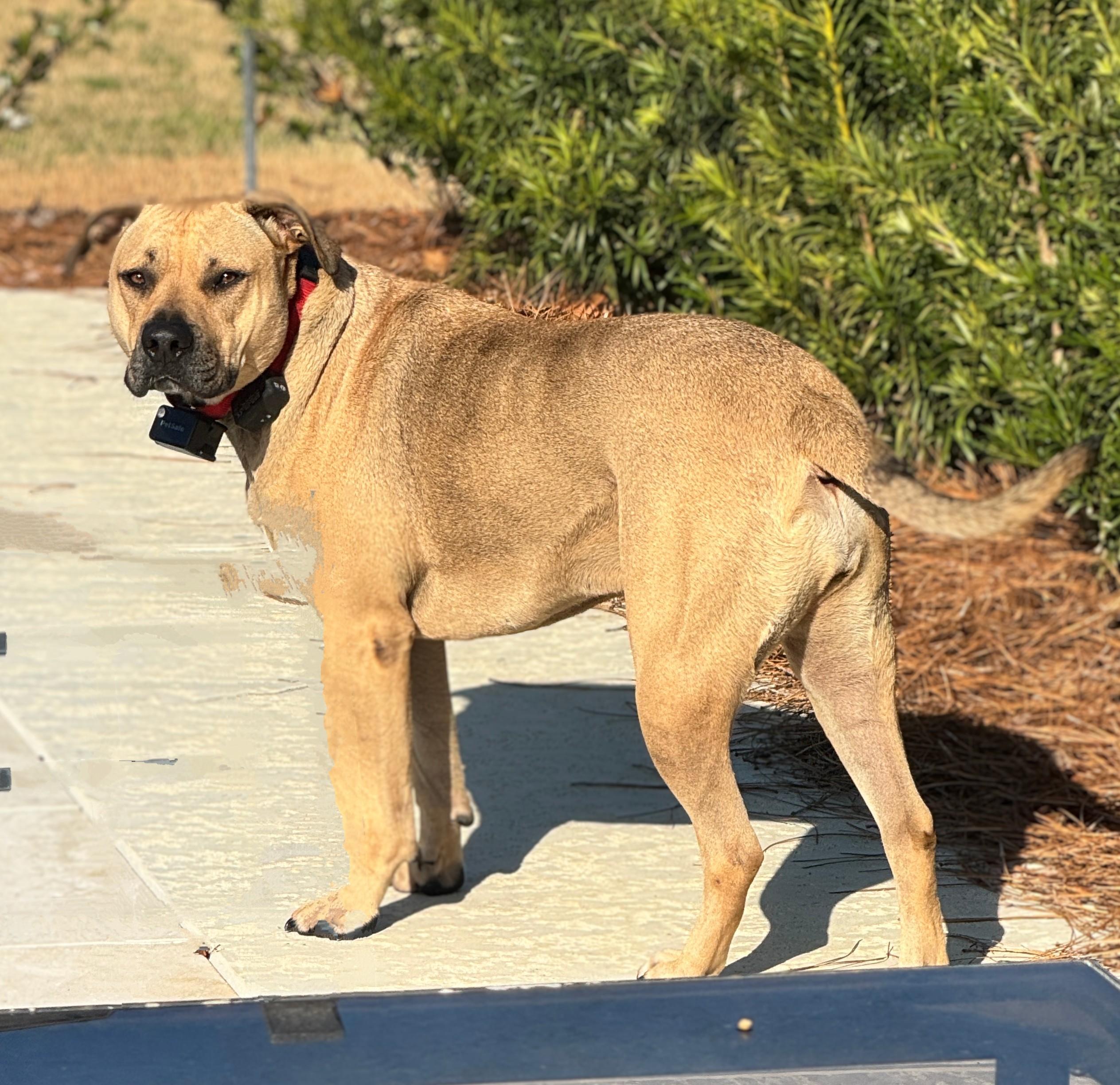 Bella, a Adoptable mixed breed in new orleans, LA image 6/6