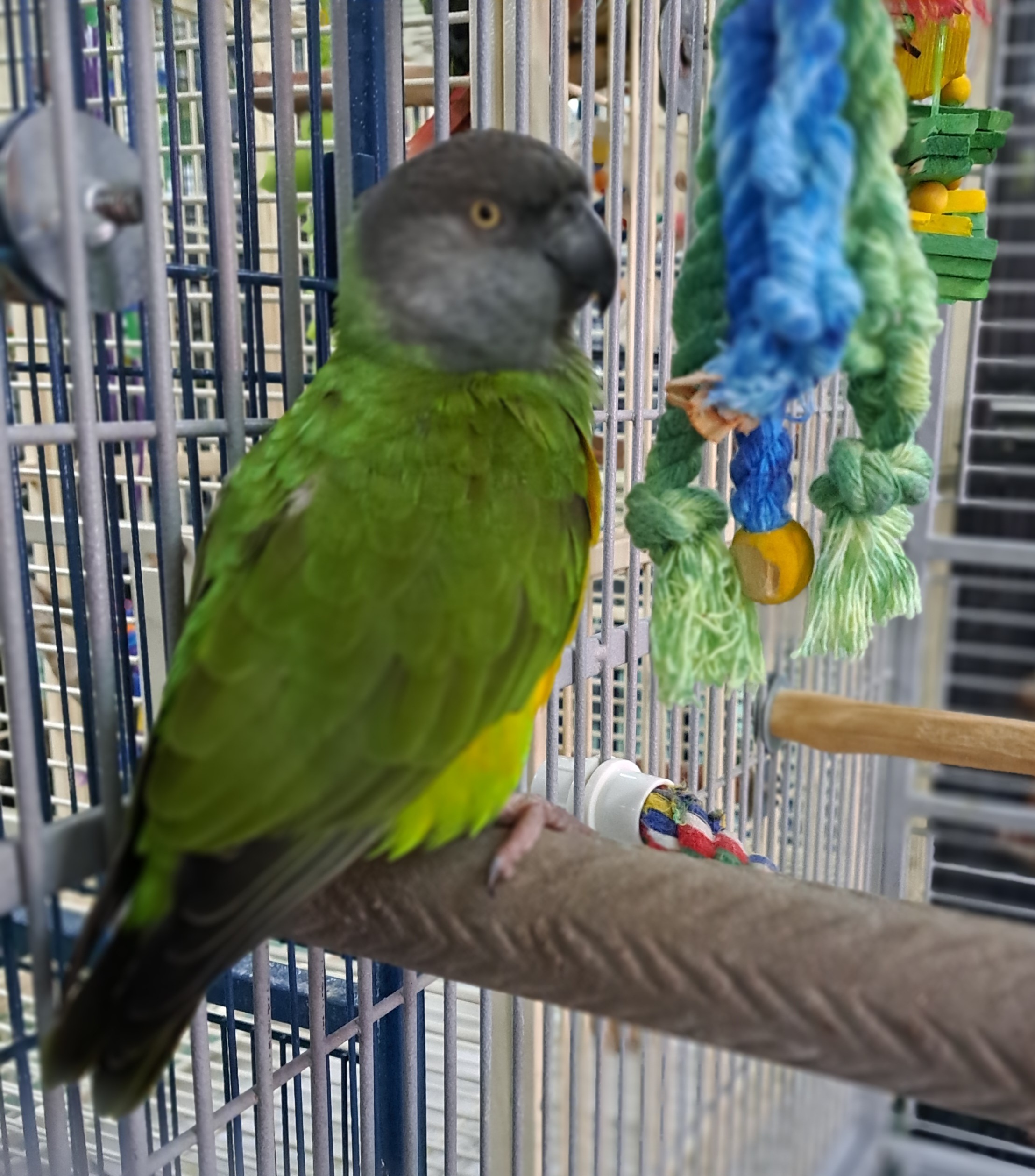 Enlarge Josie, a Adopted Parrot (Other) in Punta Gorda, FL image 1/2