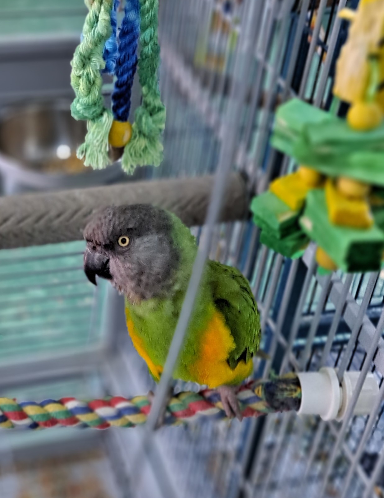 Enlarge Josie, a Adopted Parrot (Other) in Punta Gorda, FL image 2/2