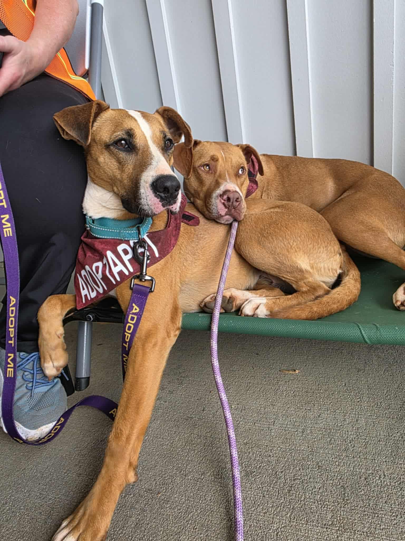 Liam, a Adoptable mixed breed in Landrum, SC image 5/5