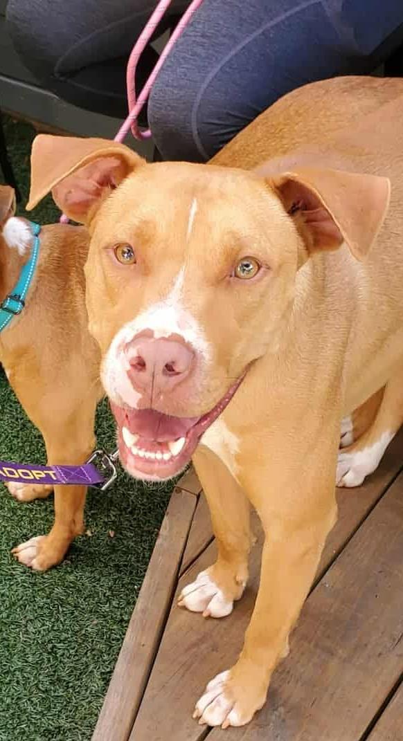 Enlarge Liam, an adoptable mixed breed in Landrum, SC image 1/5