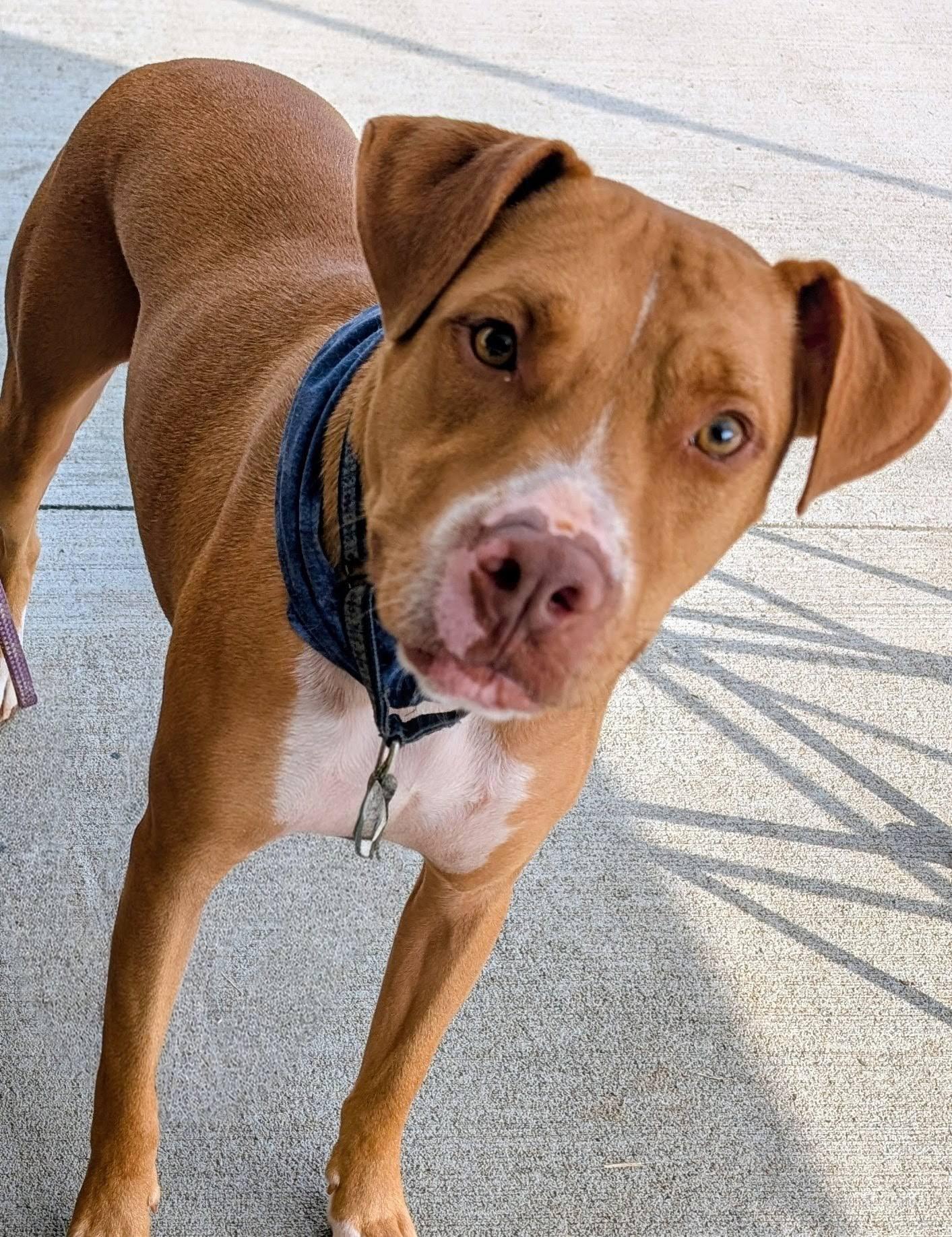 Liam, a Adoptable mixed breed in Landrum, SC image 1/5