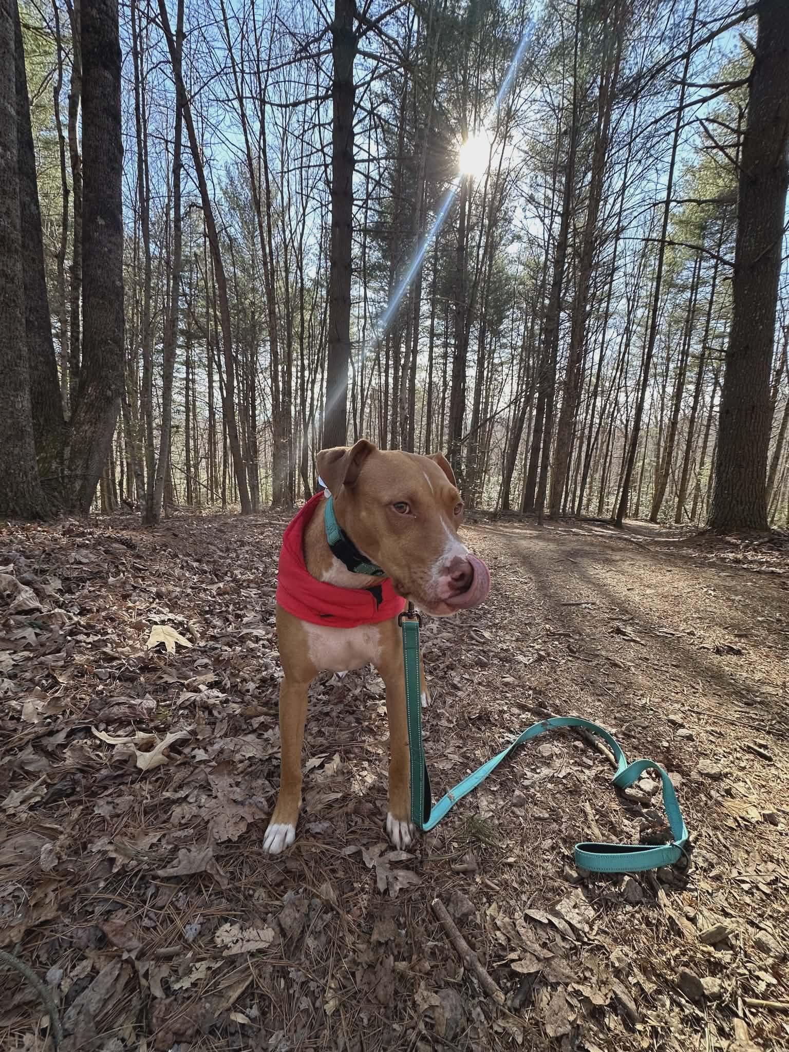Enlarge Liam, an adoptable mixed breed in Landrum, SC image 2/5