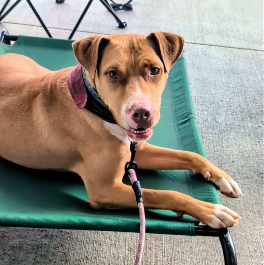 Liam, a Adoptable mixed breed in Landrum, SC image 2/5