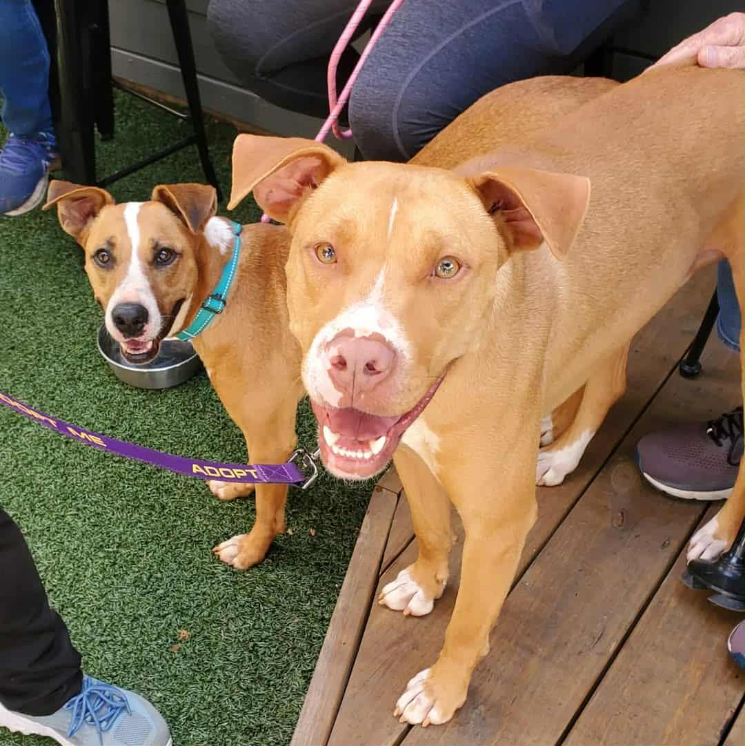 Liam, a Adoptable mixed breed in Landrum, SC image 3/5