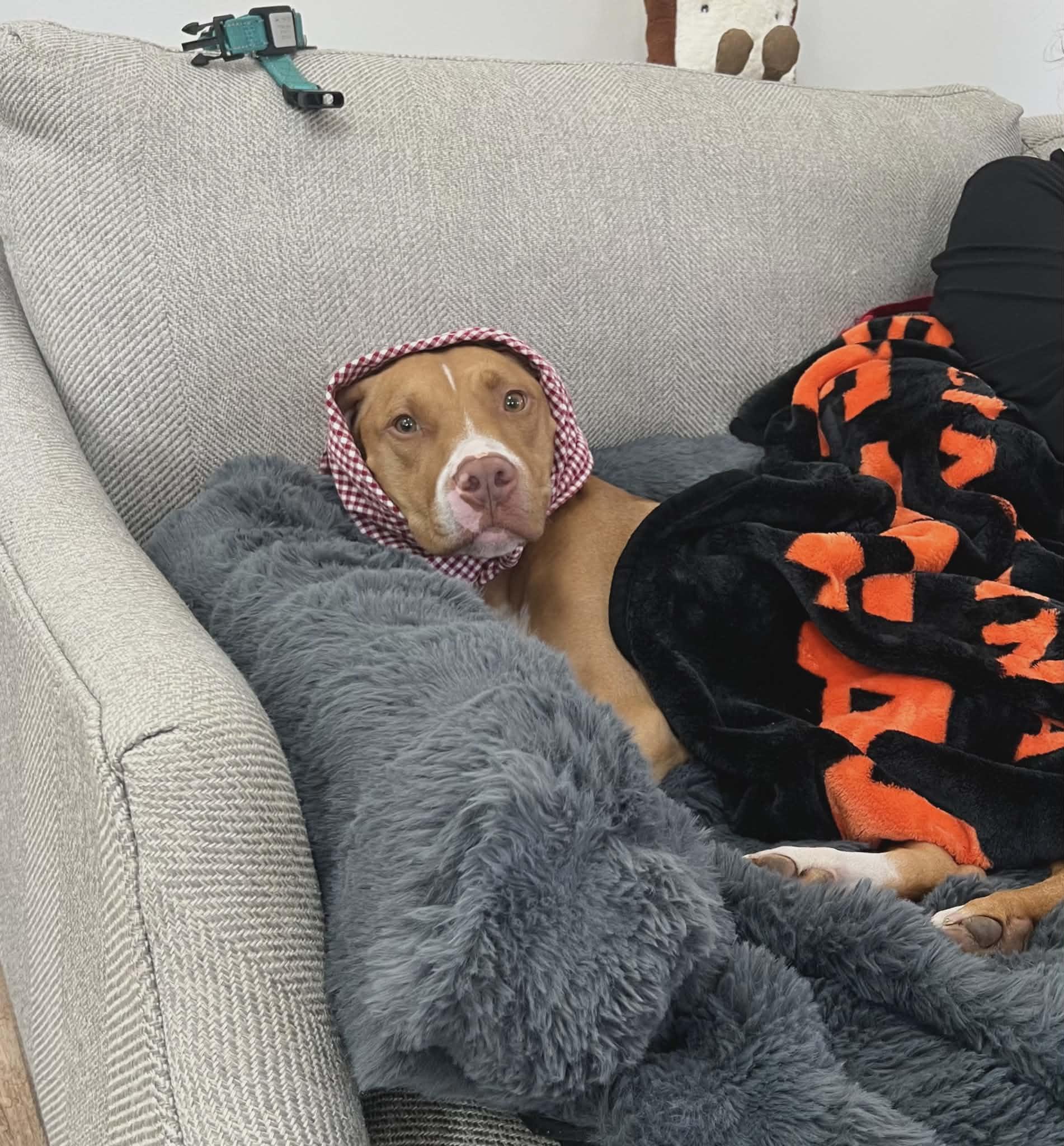 Enlarge Liam, an adoptable mixed breed in Landrum, SC image 5/5