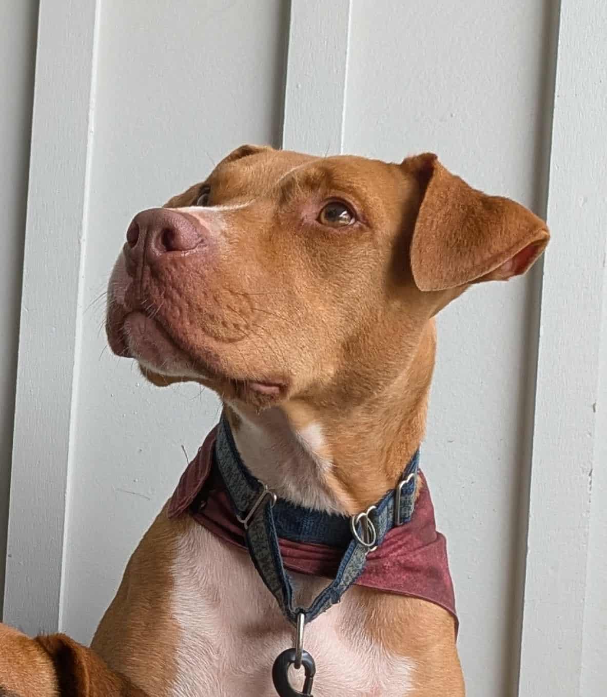 Liam, a Adoptable mixed breed in Landrum, SC image 4/5