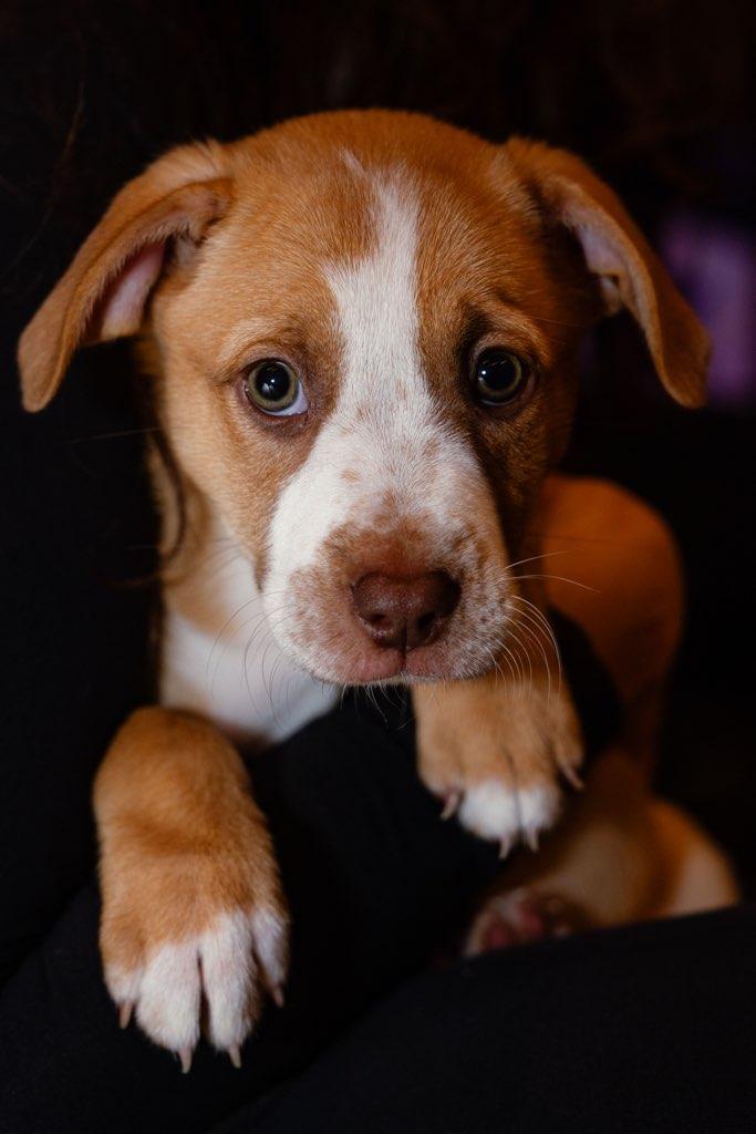 Polly, ADOPTABLE, Puppy Female Australian Cattle Dog / Blue Heeler.
