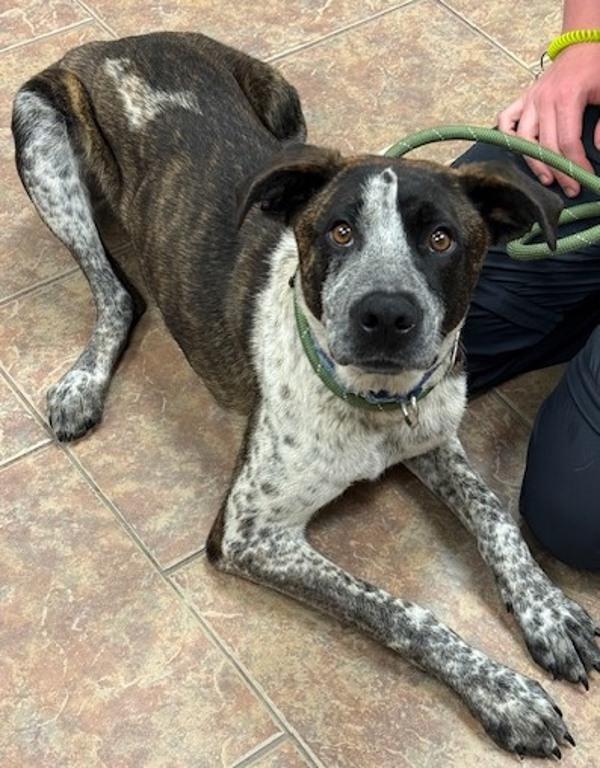 Bulbasaur, Adoptable, Young Male Hound & Australian Cattle Dog / Blue Heeler.