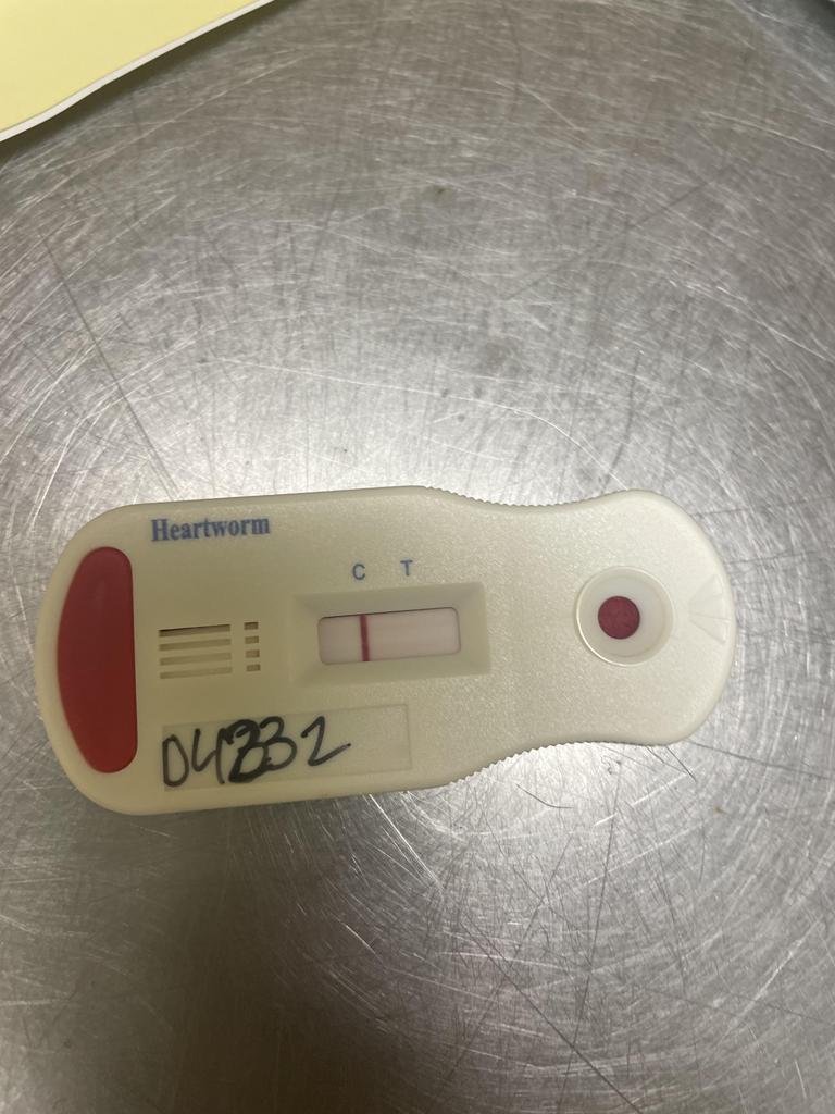 Ms. Frizzle, a Adoptable mixed breed in Florence, SC image 2/6