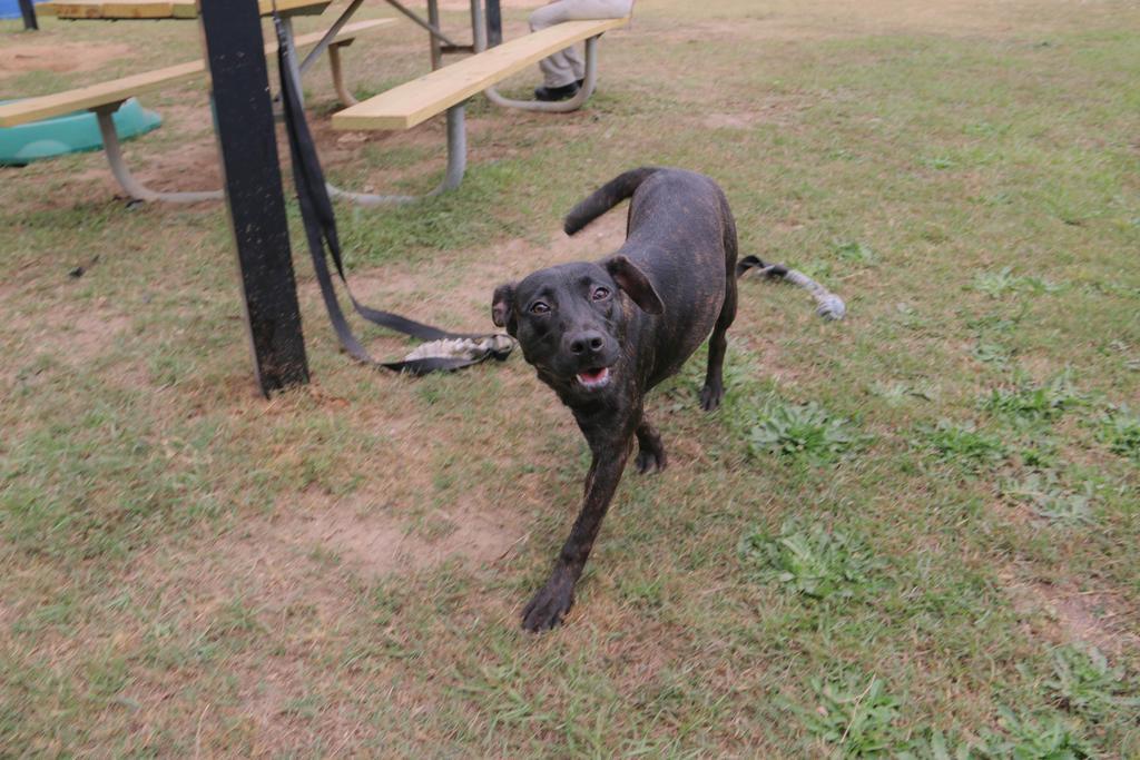 Ms. Frizzle, a Adoptable mixed breed in Florence, SC image 3/6