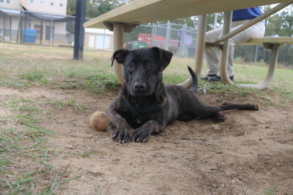 Enlarge Ms. Frizzle, a Adoptable mixed breed in Florence, SC image 2/6
