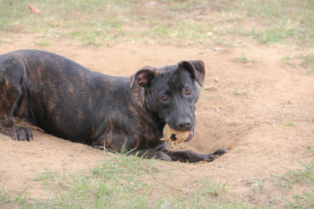 Enlarge Ms. Frizzle, a Adoptable mixed breed in Florence, SC image 4/6