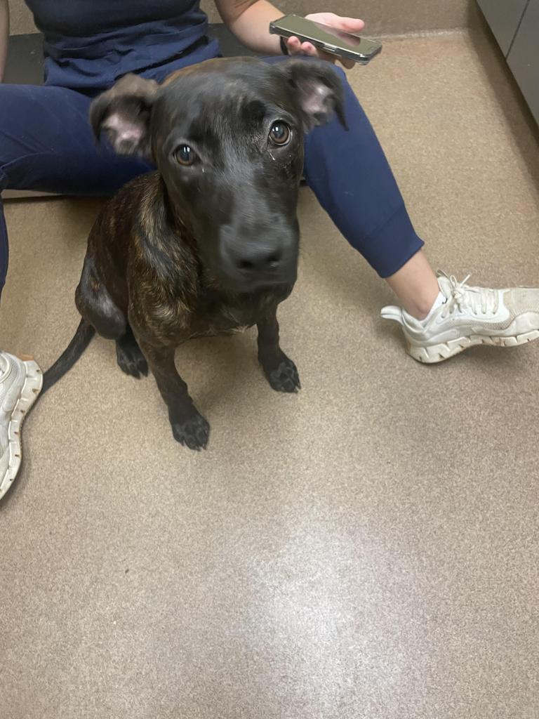 Enlarge Ms. Frizzle, a Adoptable mixed breed in Florence, SC image 6/6