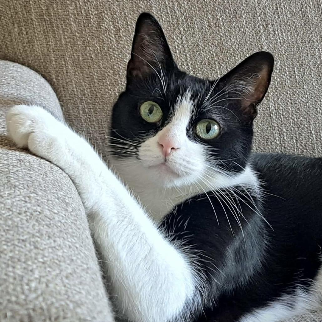 Aurora, a Adoptable Domestic Short Hair in Traverse City, MI image 1/5