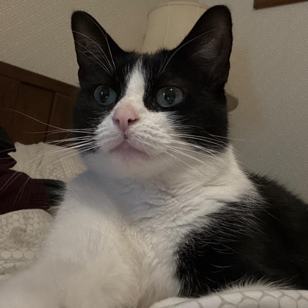 Aurora, a Adoptable Domestic Short Hair in Traverse City, MI image 2/5