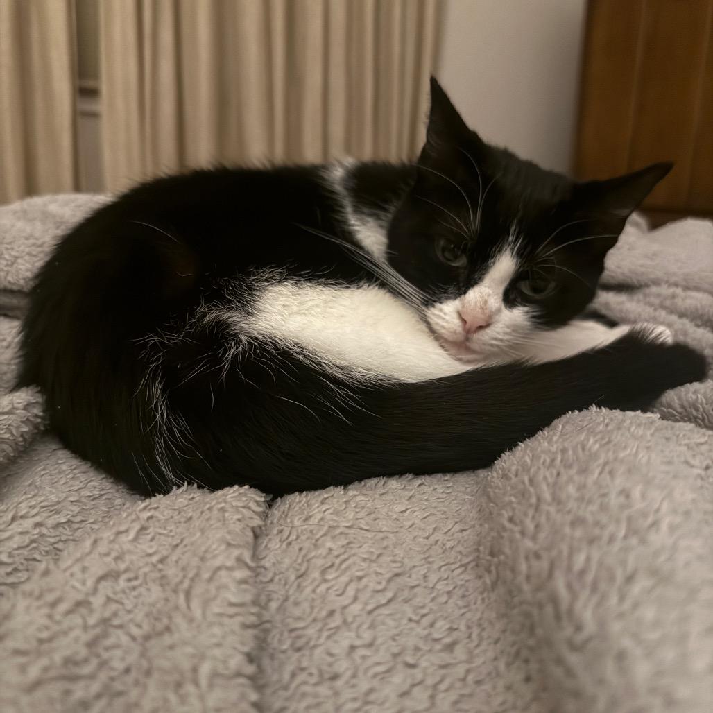 Aurora, a Adoptable Domestic Short Hair in Traverse City, MI image 3/5
