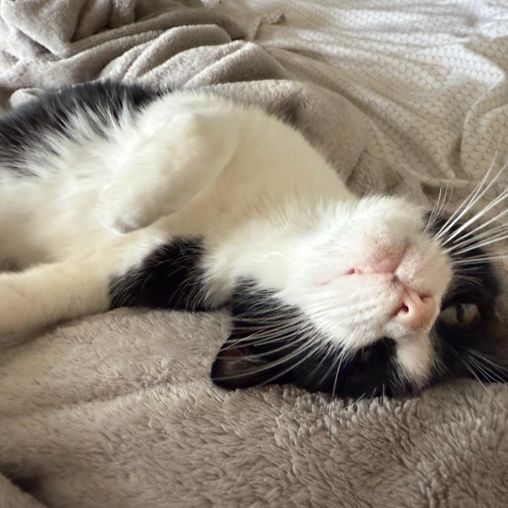 Aurora, a Adoptable Domestic Short Hair in Traverse City, MI image 4/5