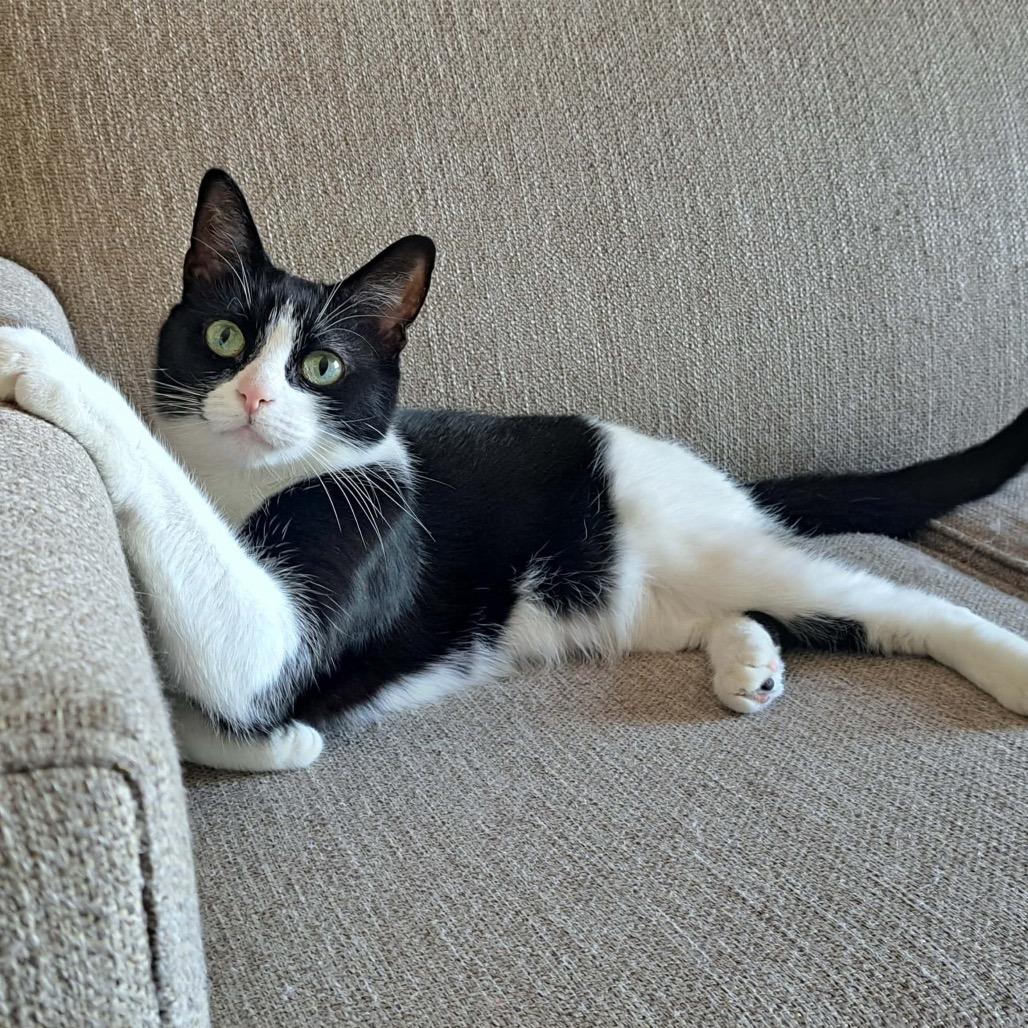 Aurora, a Adoptable Domestic Short Hair in Traverse City, MI image 5/5