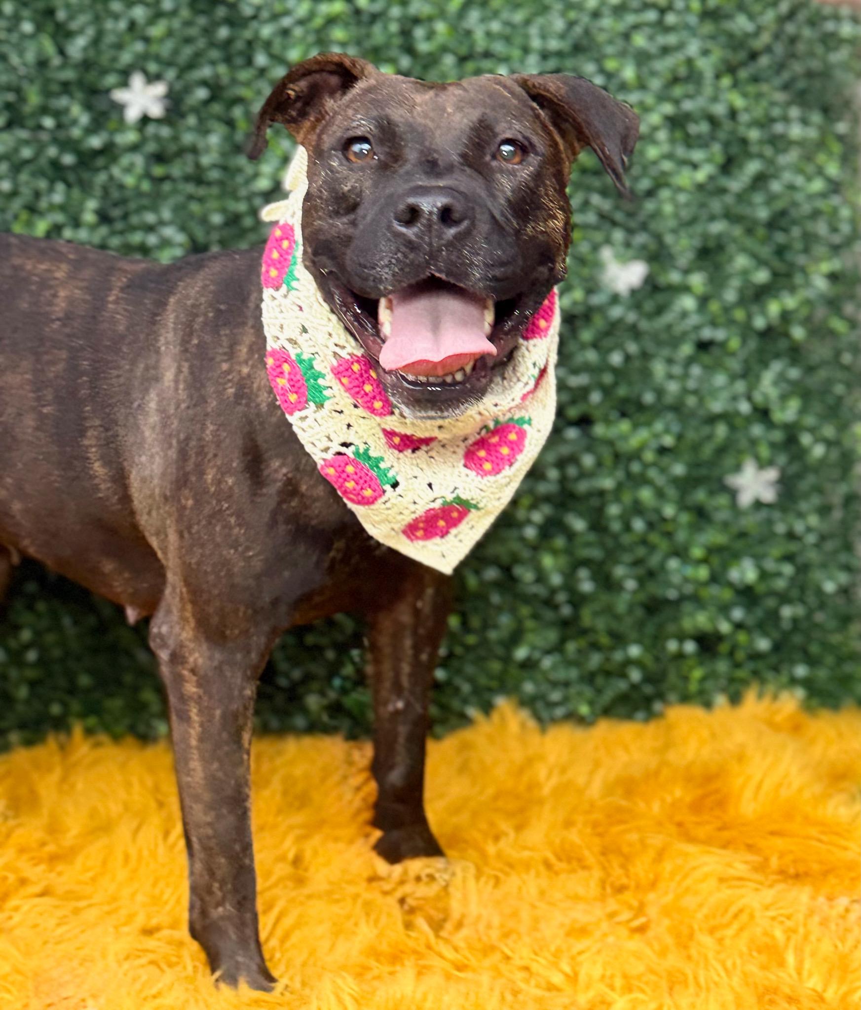 Sparkle, Adoptable, Adult Female American Bully.