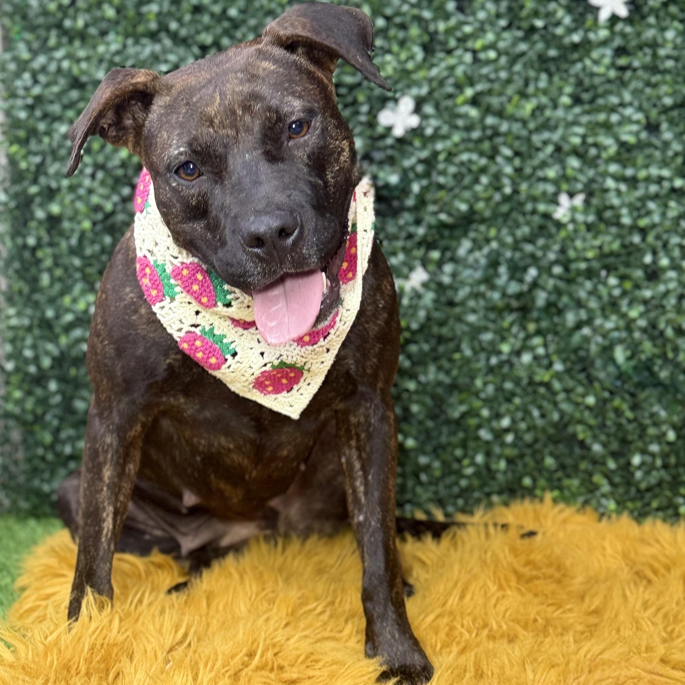 Sparkle, a Adoptable mixed breed in Ridgeland, SC image 3/3