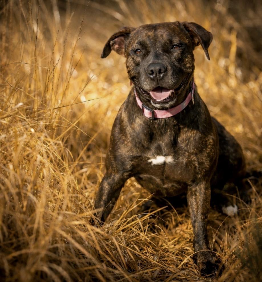 Enlarge Sparkle, a Adoptable mixed breed in Ridgeland, SC image 1/2