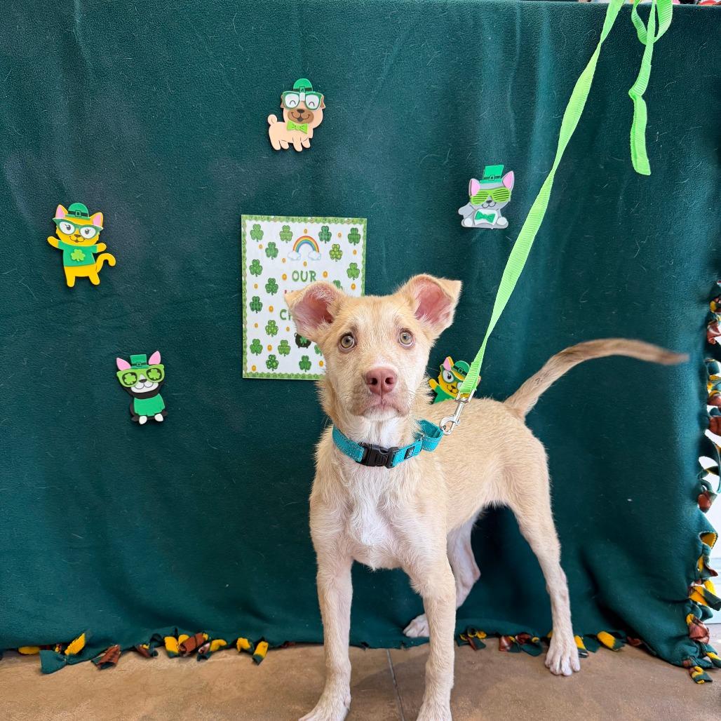 Gelato — thumbnail 2