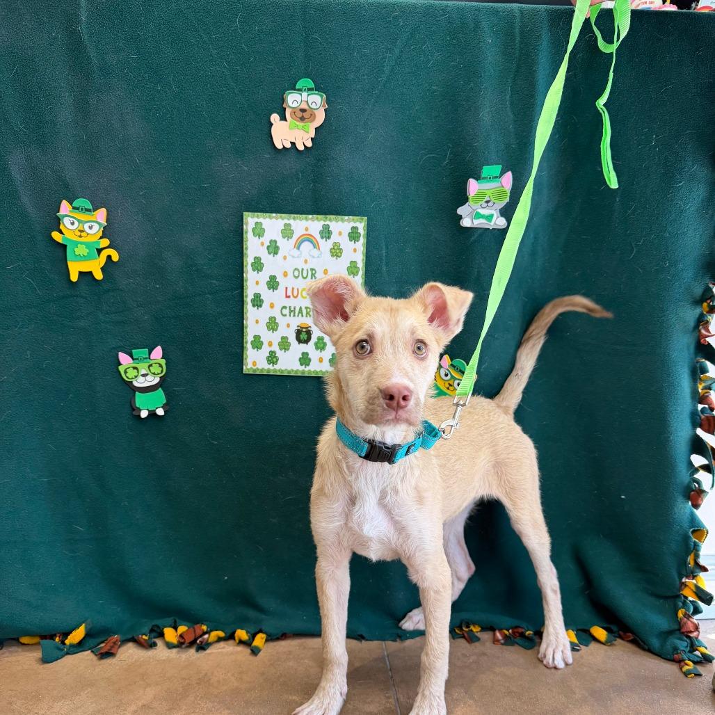 Gelato — thumbnail 3