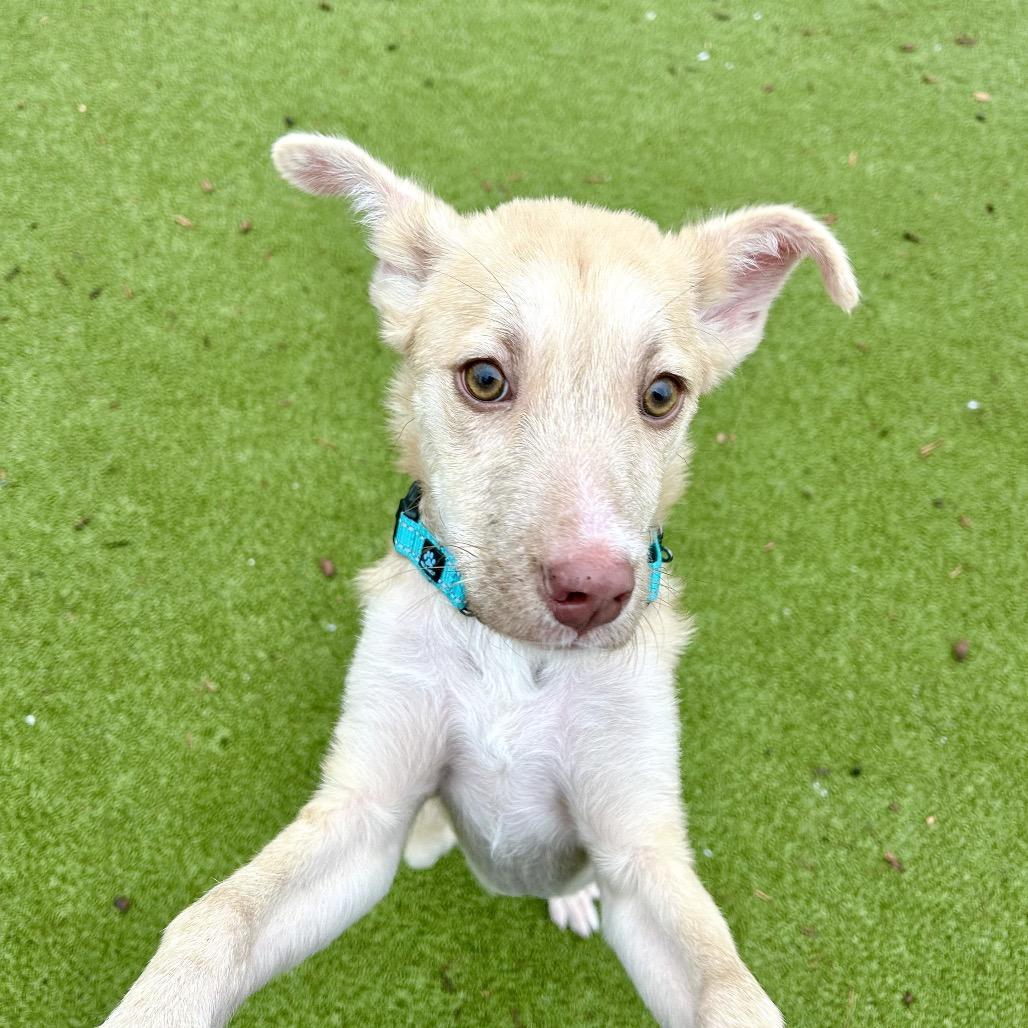 Gelato — thumbnail 4